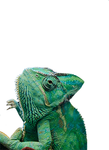 chameleon - oasis veterinary hospital